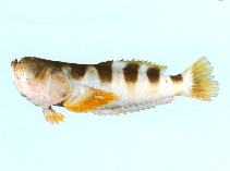 To FishBase images (<i>Ichthyscopus fasciatus</i>, by CSIRO)