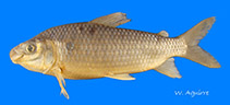 Image of Ichthyoelephas humeralis 