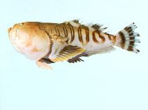 To FishBase images (<i>Ichthyscopus insperatus</i>, by CSIRO)