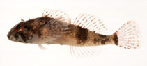 Image of Icelinus japonicus 