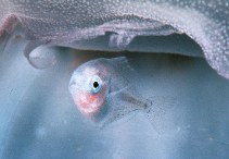 To FishBase images (<i>Icichthys lockingtoni</i>, by Gotshall, D.W.)