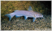 Image of Ictalurus lupus (Headwater catfish)