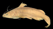 Image of Ictalurus ochoterenai (Chapala catfish)