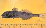 To FishBase images (<i>Icelinus quadriseriatus</i>, by Love, M.)