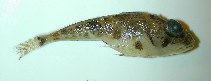 To FishBase images (<i>Icelus spatula</i>, by Byrkjedal, I.)