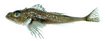 Image of Icelus spiniger (Thorny sculpin)