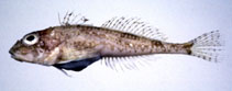 To FishBase images (<i>Icelus stenosomus</i>, Japan, by Suzuki, T.)