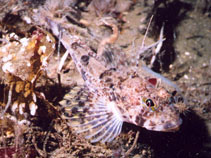 To FishBase images (<i>Icelinus tenuis</i>, USA, by Nichols, J.)