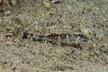 To FishBase images (<i>Idiotropiscis australe</i>, Australia, by Groeneveld, R.)
