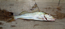 To FishBase images (<i>Iheringichthys labrosus</i>, Uruguay, by Timm, C.D.)