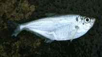 To FishBase images (<i>Ilisha africana</i>, Angola, by Klimpel, S.)