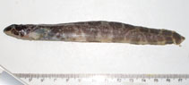 To FishBase images (<i>Iluocoetes elongatus</i>, Argentina, by Delpiani, M.S.)