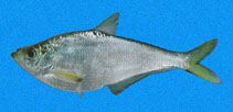To FishBase images (<i>Ilisha fuerthii</i>, Panama, by Allen, G.R.)