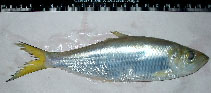 To FishBase images (<i>Ilisha megaloptera</i>, by Devarapalli, P.)