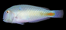 To FishBase images (<i>Iniistius griffithsi</i>, Andaman Is., by Allen, G.R.)