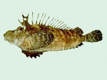 To FishBase images (<i>Inimicus japonicus</i>, Chinese Taipei, by Shao, K.T.)