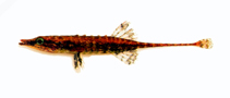 Image of Indostomus spinosus 