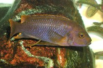 To FishBase images (<i>Iodotropheus sprengerae</i>, by Hall, C.)