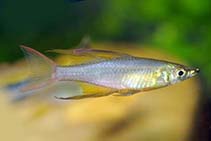 To FishBase images (<i>Iriatherina werneri</i>, by Hippocampus-Bildarchiv)