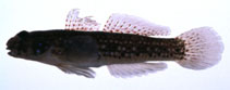 To FishBase images (<i>Istigobius campbelli</i>, Japan, by Suzuki, T.)