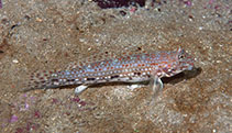 To FishBase images (<i>Istigobius decoratus</i>, Hong Kong, by Andy Cornish@114°E Hong Kong Reef Fish Survey)