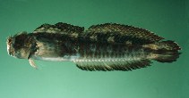 To FishBase images (<i>Istiblennius dussumieri</i>, Indonesia, by Randall, J.E.)