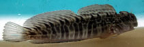 To FishBase images (<i>Istiblennius edentulus</i>, Kenya, by Wirtz, P.)