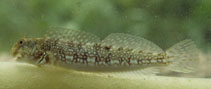 To FishBase images (<i>Halmablennius flaviumbrinus</i>, Kenya, by Wirtz, P.)