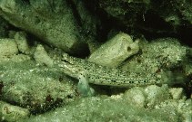 To FishBase images (<i>Istigobius goldmanni</i>, Australia, by Randall, J.E.)