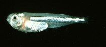 Image of Iso hawaiiensis (Hawaiian surf sardine)