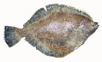 Image of Isopsetta isolepis (Butter sole)