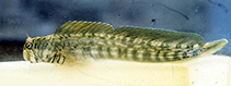 Image of Istiblennius lineatus (Lined rockskipper)