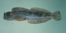 To FishBase images (<i>Istiblennius meleagris</i>, Australia, by Randall, J.E.)