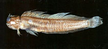 To FishBase images (<i>Istiblennius muelleri</i>, Chinese Taipei, by The Fish Database of Taiwan)