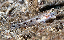 To FishBase images (<i>Istigobius nigroocellatus</i>, Indonesia, by Greenfield, J.)