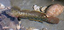 To FishBase images (<i>Istigobius ornatus</i>, Bangladesh, by Hasan, M.E.)