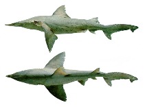 To FishBase images (<i>Isogomphodon oxyrhynchus</i>, by JAMARC)