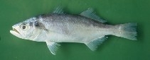Image of Isopisthus parvipinnis (Bigtooth corvina)