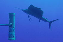 Image of Istiophorus platypterus (Indo-Pacific sailfish)