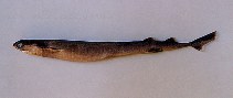 To FishBase images (<i>Isistius plutodus</i>, Brazil, by Sazima, I.)