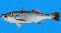 To FishBase images (<i>Isopisthus remifer</i>, Panama, by Robertson, R.)