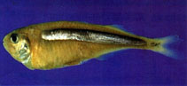 To FishBase images (<i>Iso rhothophilus</i>, Chinese Taipei, by The Fish Database of Taiwan)