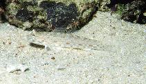 To FishBase images (<i>Istigobius rigilius</i>, Papua New Guinea, by Patzner, R.)