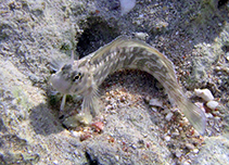 To FishBase images (<i>Istiblennius rivulatus</i>, Egypt, by Öberg, P.)