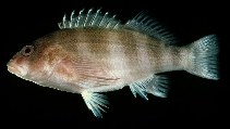 To FishBase images (<i>Isocirrhitus sexfasciatus</i>, Marshall Is., by Randall, J.E.)