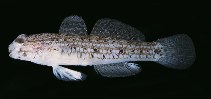 To FishBase images (<i>Istigobius spence</i>, Australia, by Randall, J.E.)