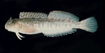 To FishBase images (<i>Istiblennius spilotus</i>, South Africa, by Randall, J.E.)
