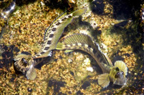 To FishBase images (<i>Istiblennius unicolor</i>, Egypt, by Biryukov V.K.)