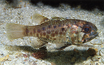 To FishBase images (<i>Jaydia argyrogaster</i>, Indonesia, by Allen, G.R.)