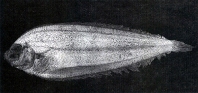 To FishBase images (<i>Japonolaeops dentatus</i>, Chinese Taipei, by Shao, K.T.)